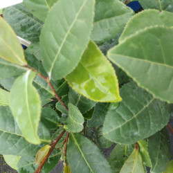Camellia sinensis ThéOjardin