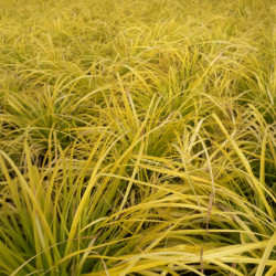 Carex oshimensis Everillo