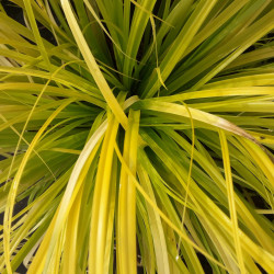 Carex oshimensis Everillo