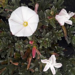 Convolvulus cneorum