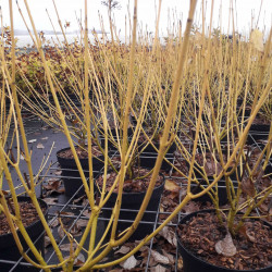 Cornus stolonifera 'Flaviramea' - Cornouiller à bois jaune
