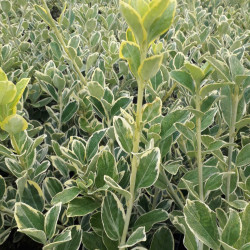 Euonymus japonicus 'Président Gauthier' - Fusain du Japon