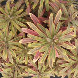 Euphorbia × martinii 'Ascot Rainbow'