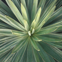 Yucca gloriosa Lonestar
