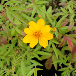 Tagetes lemmonii