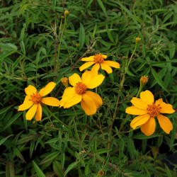 Tagetes lemmonii