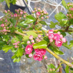 Crataegus laevigata 'Paul's Scarlet' - Aubépine