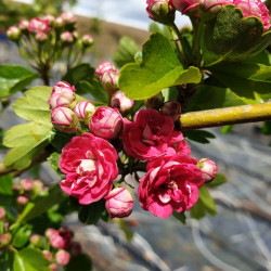 Crataegus laevigata 'Paul's Scarlet' - Aubépine