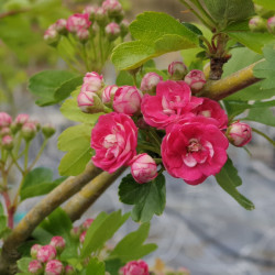 Crataegus laevigata 'Paul's Scarlet' - Aubépine