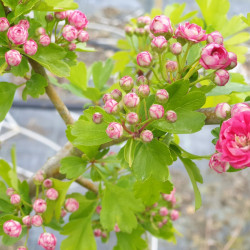 Crataegus laevigata 'Paul's Scarlet' - Aubépine