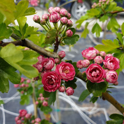 Crataegus laevigata 'Paul's Scarlet' - Aubépine
