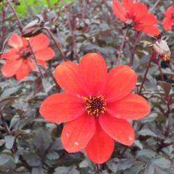 Dahlia 'Mystic Enchantment' ® - 'Another Pet'