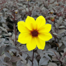 Dahlia 'Mystic Illusion' ® - 'Knockout'