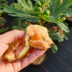 Ficus carica ‘Goutte d'Or’