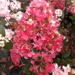 Hydrangea paniculata Framboisine