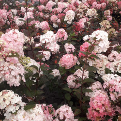 Hydrangea paniculata Framboisine