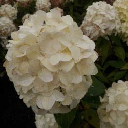 Hydrangea paniculata Little Spooky