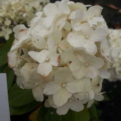 Hydrangea paniculata Little Spooky