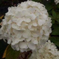 Hydrangea paniculata Little Spooky