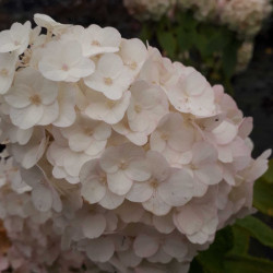 Hydrangea paniculata Mont Blanc