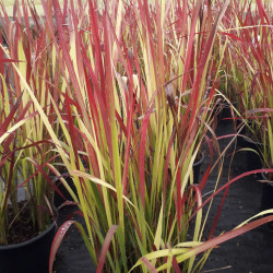 Imperata cylindrica ‘Red Baron’