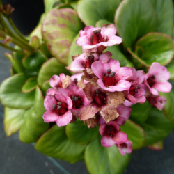 Bergenia ‘Bach’ - Plante des savetiers