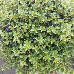 Ligustrum jonandrum (delavayanum) - Troène du Yunnan