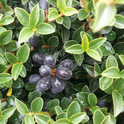 Ligustrum jonandrum (delavayanum) - Troène du Yunnan
