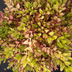 Lonicera nitida 'Maigrün' - Chèvrefeuille arbustif