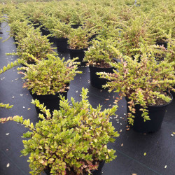 Lonicera nitida 'Maigrün' - Chèvrefeuille arbustif