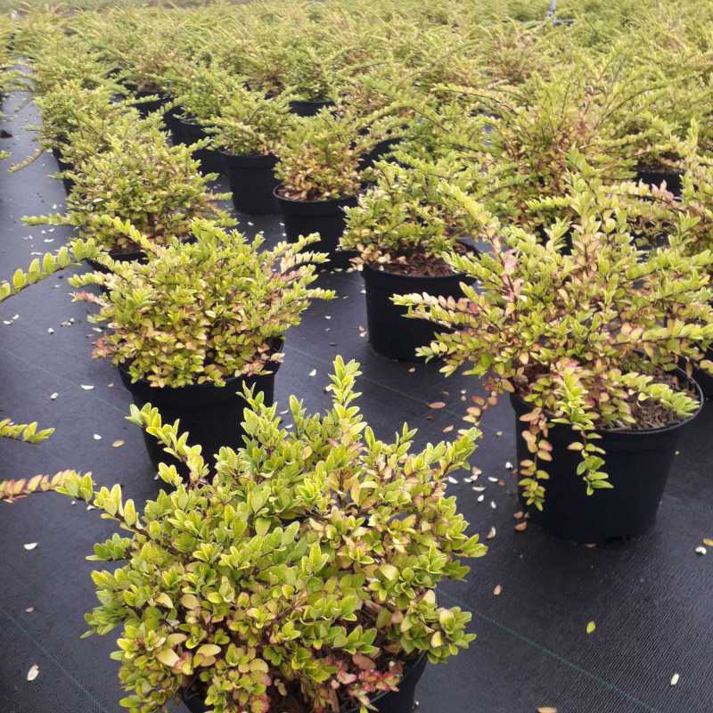 Lonicera nitida 'Maigrün' - Chèvrefeuille arbustif