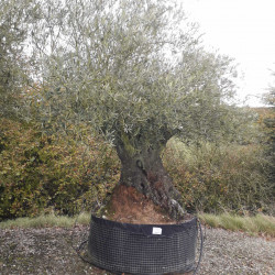 Olea europaea