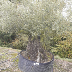 Olea europaea