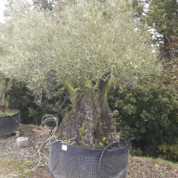 Olea europaea