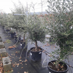 Olea europaea