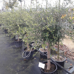 Olea europaea