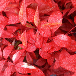 Nandina domestica ‘Fire Power’