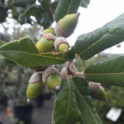 Quercus ilex - Chêne vert