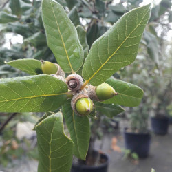 Quercus ilex - Chêne vert