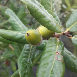 Quercus ilex - Chêne vert