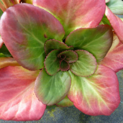 Bergenia ‘Bach’ - Plante des savetiers