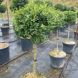 Ligustrum jonandrum (delavayanum) - Troène du Yunnan