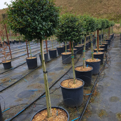 Ligustrum jonandrum (delavayanum) - Troène du Yunnan