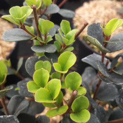 Viburnum harryanum