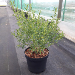 Eriostemon myoporoides