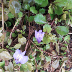Mazus reptans