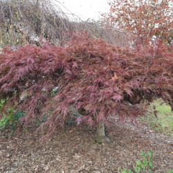 Acer palmatum Dissectum Garnet