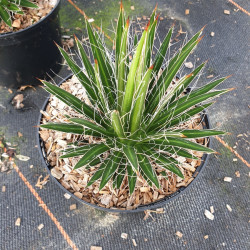 Agave multifilifera