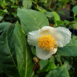Camellia sinensis ThéOjardin