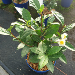 Camellia sinensis ThéOjardin
